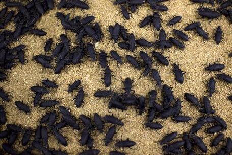 Les insectes bient&ocirc;t au menu des animaux d'&eacute;levage | CRAKKS | Scoop.it