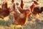 DNA vaccine and duck eggs protect against hantavirus disease | Virology News | Scoop.it