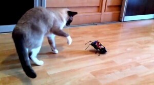 See this Arduino-based ArduSpider robot toy! - Coolest Gadgets | Arduino | Scoop.it