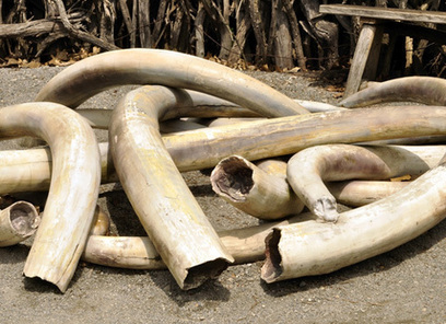 Ivory Wars or Ivory Peace? Is there a way forward? | Wildlife Trafficking: Who Does it? Allows it? | Scoop.it