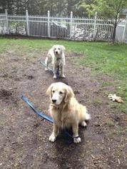 Sharing the yard with dog and garden | Gentle Dog Training and Care | Scoop.it