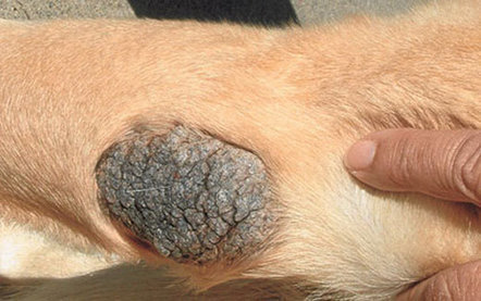 Dawg Business: It's Your Dog's Health!: A Note On Elbow Calluses | In Your Pet's Best Interest | Scoop.it
