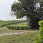 An Early Cognac Harvest is now Inevitable | Cognac-news | Scoop.it
