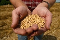 RIGHT DOWN MONSANTO'S ALLEY: French Farmers Will Have to Pay to Plant Their Own Seeds | YOUR FOOD, YOUR HEALTH: Latest on BiotechFood, GMOs, Pesticides, Chemicals, CAFOs, Industrial Food | Scoop.it