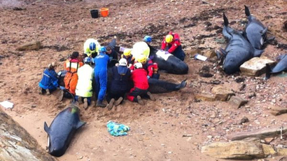 Almost thirty pilot whales stranded on shore near Fife fishing town - stv.tv | whale news | Scoop.it
