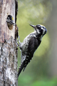 Probirder = Professional Birder ... For the Birder ! | Wild Estonia | Scoop.it