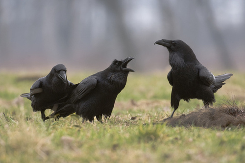 Ravens have social abilities previously only seen in humans