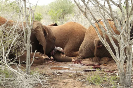 Why it's time to ban the ivory trade for good [Graphic images: viewer discretion advised] | Wildlife and Environmental Conservation | Scoop.it