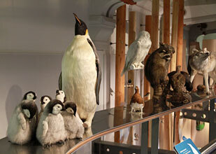 Galerie des Enfants - Jardin des Plantes | Prehistoire | Scoop.it