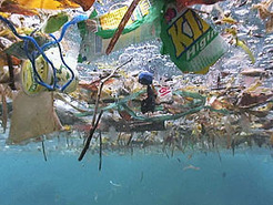 M&eacute;diterran&eacute;e : quand le plastique tue la biodiversit&eacute; marine ... | Chronique d'un pays o&ugrave; il ne se passe rien... ou presque ! | Scoop.it