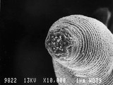 New "Devil Worm" Is Deepest-Living Animal | this curious life | Scoop.it