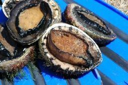 Mordialloc reef stripped of abalone | The #Agvocate | Scoop.it