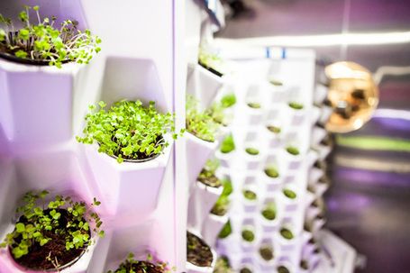 In the Kitchen at Moto - Saveur.com | Vertical Farm - Food Factory | Scoop.it