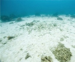 United Nations publishes first plan for deep sea mining | Sustain Our Earth | Scoop.it