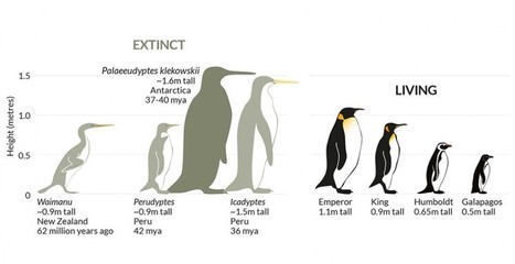 Gráfica de la historia evolutiva del Pinguino