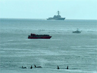 Navy Admits Greater Harm To Sea Mammals | Earth Island Institute Philippines | Scoop.it