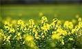 GM crops around the world in 2011 &ndash;&nbsp;map | YOUR FOOD, YOUR HEALTH: Latest on BiotechFood, GMOs, Pesticides, Chemicals, CAFOs, Industrial Food | Scoop.it