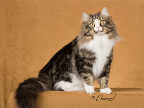 Siberian Cat | Nature: Unknown Knowledge | Scoop.it