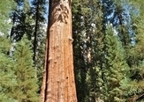 Elders of the Forests Disappearing Worldwide -Irreplaceable habitat for many animals. | Biodiversity IS Life -- Conservation,Ecosystems,Wildlife,Rivers,Water,Forests | Scoop.it