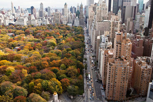 How Trees Save at Least One Life Each Year in Major Cities