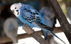 Lost budgie taken home after it recites entire address  - Telegraph | Radical Compassion | Scoop.it
