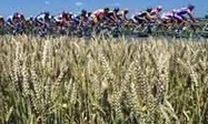 French farmers will have to pay to use their own seeds | Local Economy in Action | Scoop.it