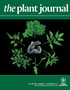 DNA fingerprinting and new tools for fine-scale discrimination of Arabidopsis thaliana accessions (Plant Journal) | Plant Science | Scoop.it