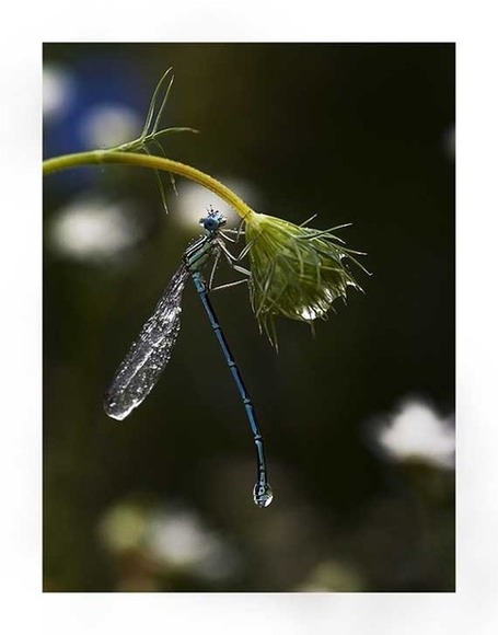 25 Colorful Insects #Macro #Photography for #Inspiration | AnimHuT | Photos by Doc - Photography | Scoop.it