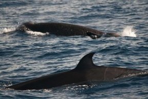 Pod of rare shepherd's beaked whales spotted off Kangaroo Island - ABC News (Australian Broadcasting Corporation) | this curious life | Scoop.it