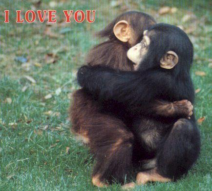 Emotions In Humans May Be Associated With Brain Cells Found In Monkeys | Science News | Scoop.it
