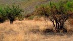 Fires 'changing seed evolution' | Our Changing Planet: Environmental Issues and Conservation | Scoop.it