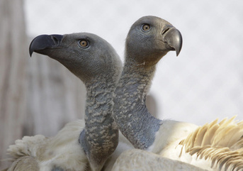 What&rsquo;s happening to all the vultures? | YOUR FOOD, YOUR HEALTH: Latest on BiotechFood, GMOs, Pesticides, Chemicals, CAFOs, Industrial Food | Scoop.it