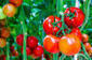 Organic tomatoes accumulate more vitamin C, sugars than conventionally grown fruit | Vertical Farm - Food Factory | Scoop.it