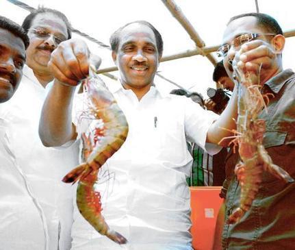 Shrimp cultivation reaches harvest stage | Aquaculture | Scoop.it