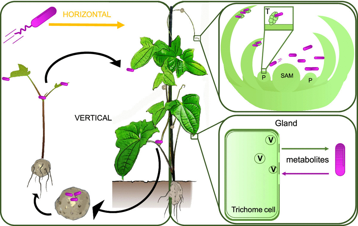 Motility Independent Vertical Transmission Of B