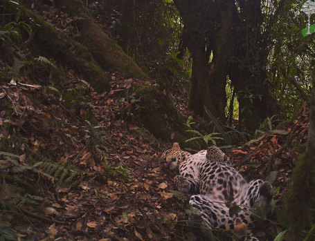Carefree leopard makes screen debut | Wildlife News | Scoop.it