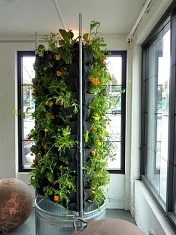 Plants On Walls Vertical Gardens: Aquaponic Vertical Vegetable Garden | Vertical Farm - Food Factory | Scoop.it