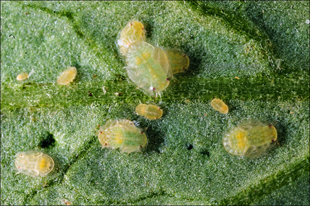 Spatial Patterns and Spread of Potato Zebra Chip Disease in the Texas Panhandle | Complex Insight  - Understanding our world | Scoop.it