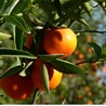 Arboriculture: quoi de neuf?