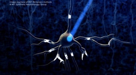MIT Discovers the Location of Memories: Individual Neurons| The Committed Sardine | 21st Century Concepts- Educational Neuroscience | Scoop.it