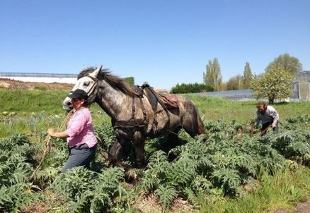 Barbezieux (Charente) : l'homme qui cultive le bio &agrave; l'aide de chevaux | Images et infos du monde viticole | Scoop.it
