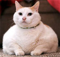 Famous Fat Cats | kittys | Scoop.it