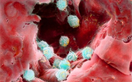Women's immune systems hold the secret to longer life  - Telegraph | Nature, and Natural products | Scoop.it