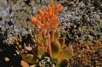 Free - The Encyclopedia of Earth | iGeneration - 21st Century Education | Scoop.it