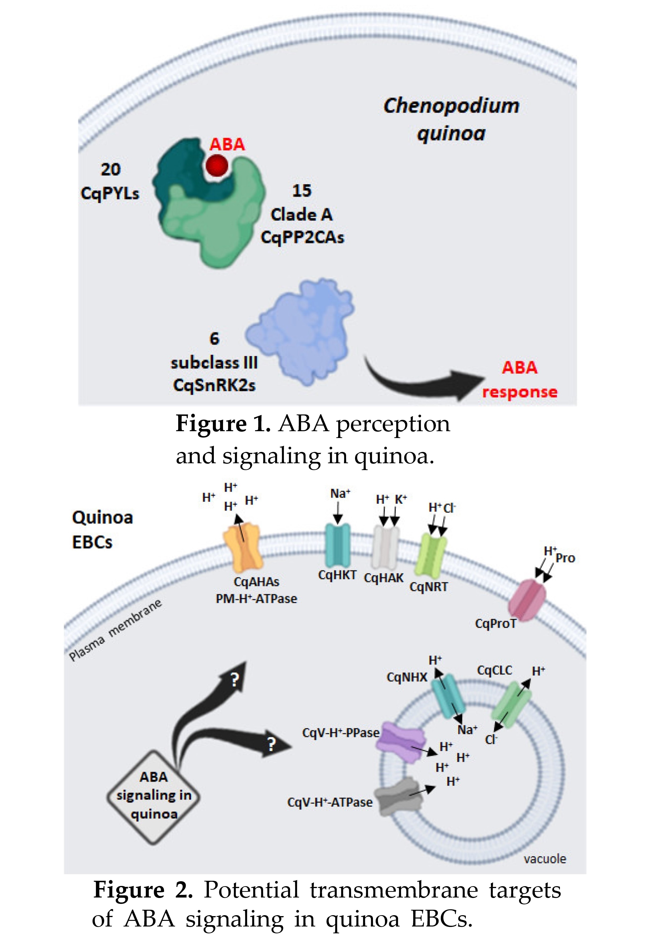 Abscisic Acid Perception And Signaling In Cheno