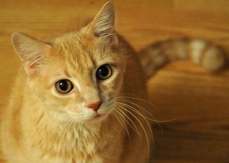 Cats in US kill billions of birds, mammals, study finds | Gavagai | Scoop.it