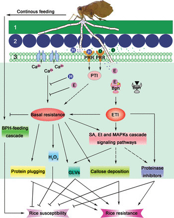 Towards Understanding Of Molecular Interactions