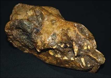 Zoe &ndash; It's Our Nature : Did Dogs Help Us Beat the Neanderthals? | Animal Health | Scoop.it