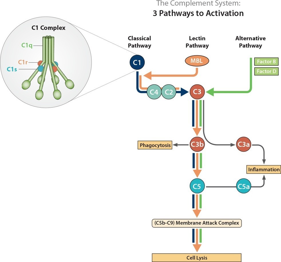 Alternative Pathway Complement System Activation Error