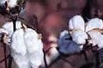 NC State News :: NC State News and Information &raquo; &lsquo;Gold Standard&rsquo; Cotton Genome Sequenced | Research from the NC Agricultural Research Service | Scoop.it